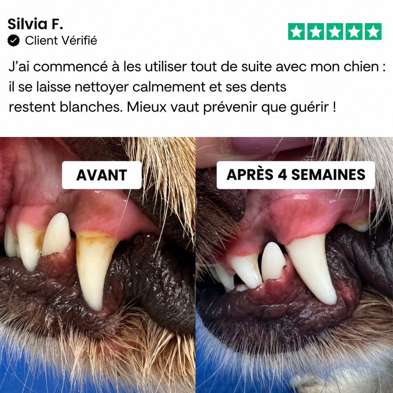 Kit de lingettes nettoyantes dentaires pour chien et chat