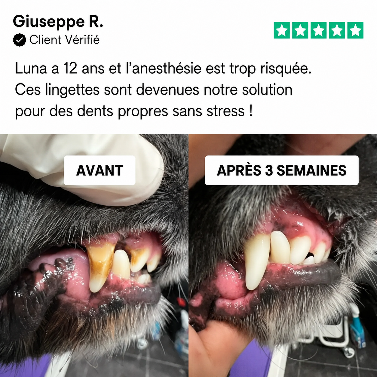 Kit de lingettes nettoyantes dentaires pour chien et chat