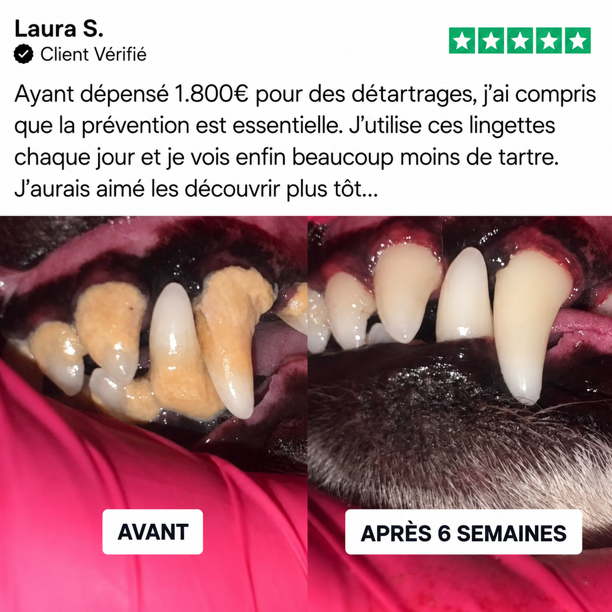 Kit de lingettes nettoyantes dentaires pour chien et chat